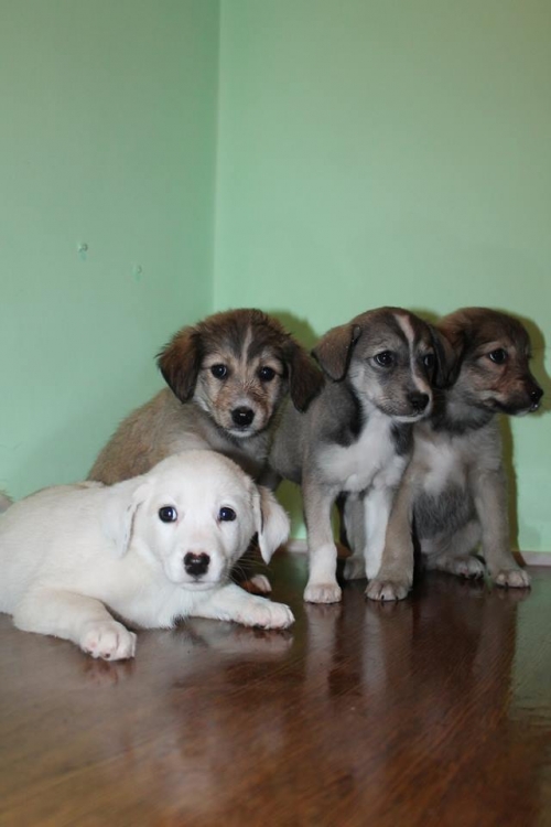 მეტისის ლეკვები უსახელო