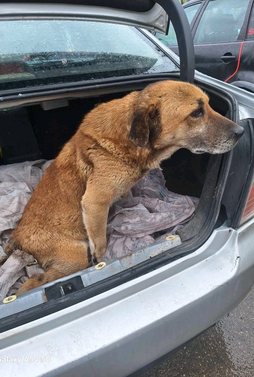 მეტისი. ბორჯომი