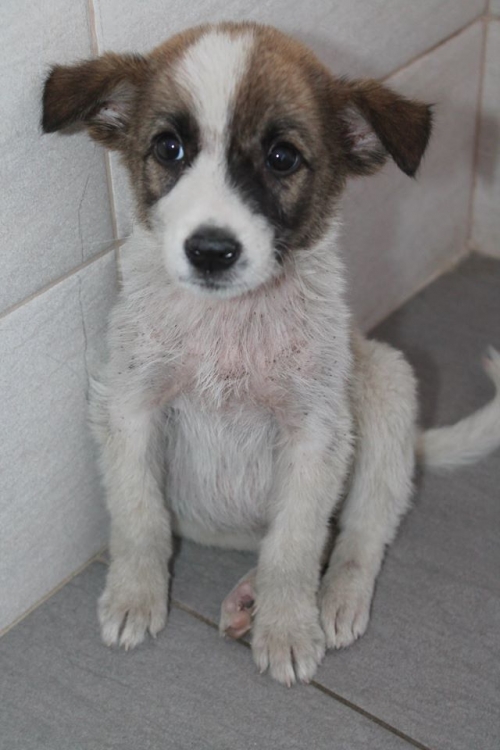 მეტისი უსახელო