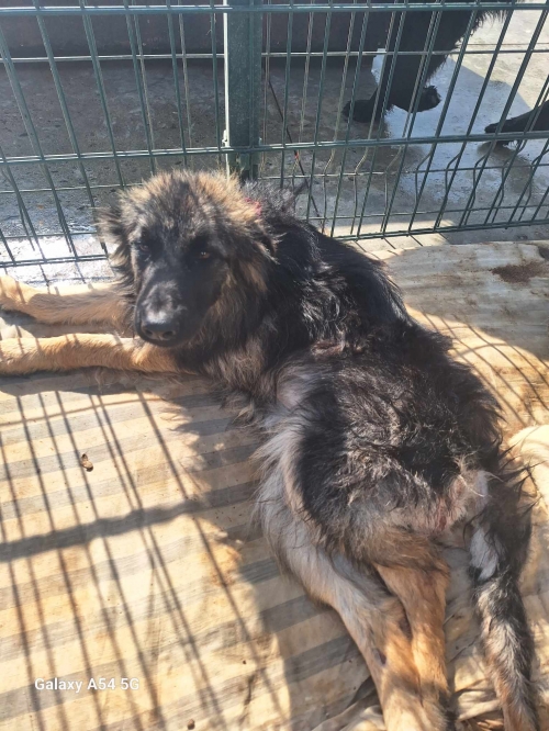 მეტისი დასავლეთიდან მოიყვანა ლანა შაშიაშვილი