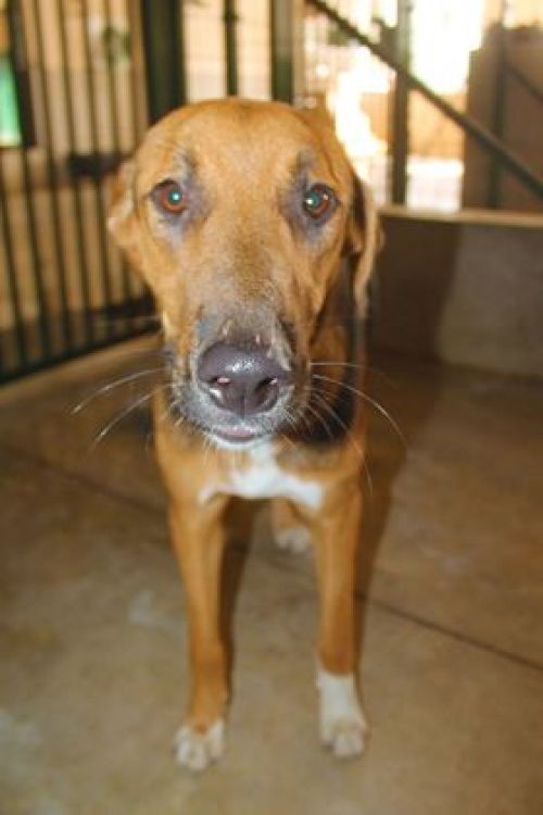 მეტისი ბომბორა