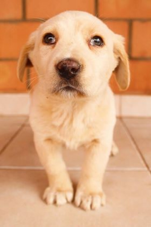 მეტისი უსახელო