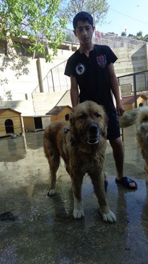 ქართული ნაგაზი უსახელო