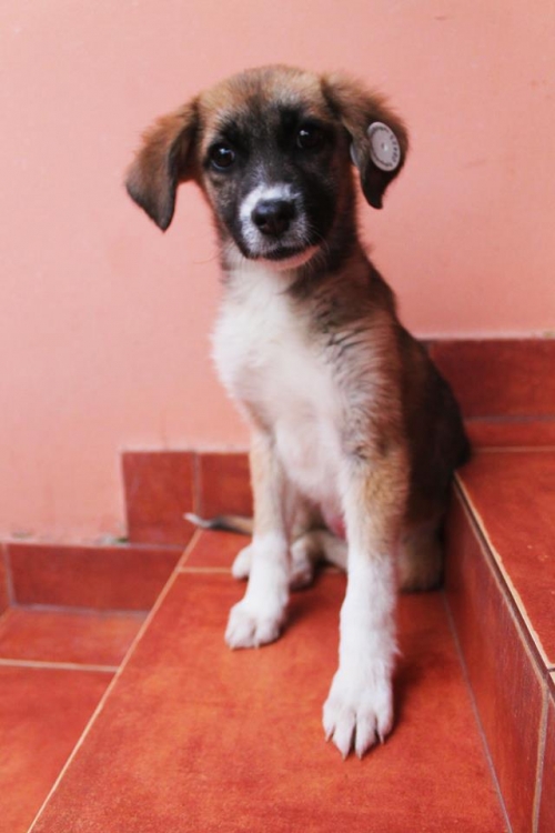 მეტისი უსახელო