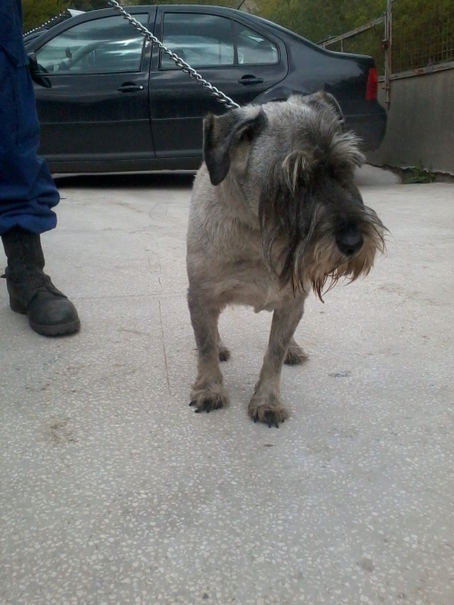 შნაუცერი ბუჩო