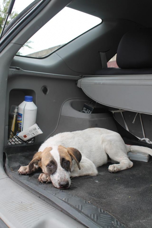 მეტისი უსახელო