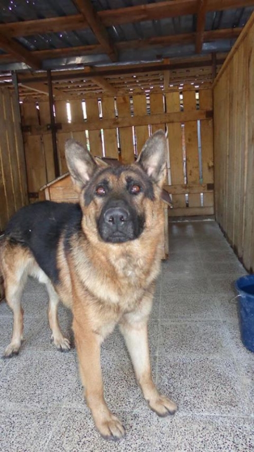 გერმანული ნაგაზი უსახელო