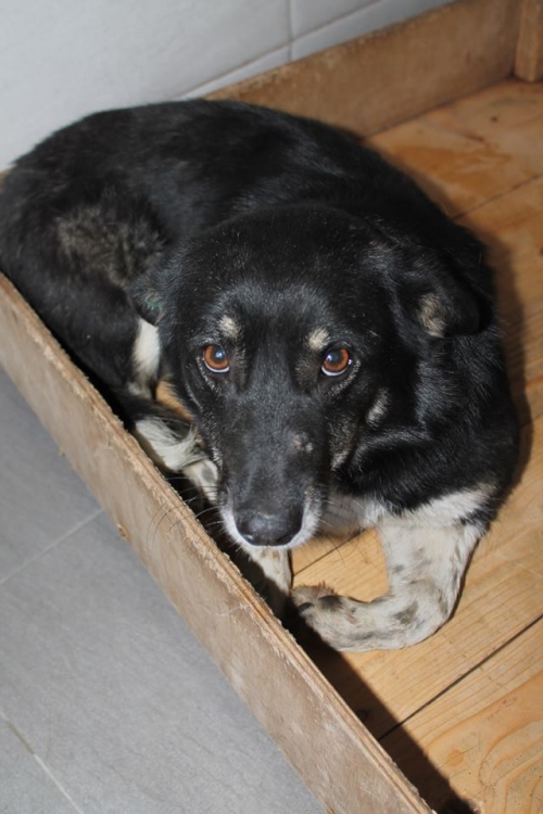 მეტისი უსახელო