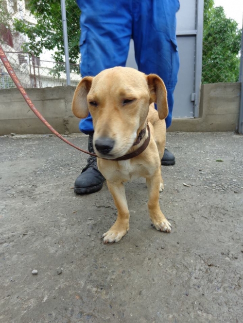 მეტისი უცნობი