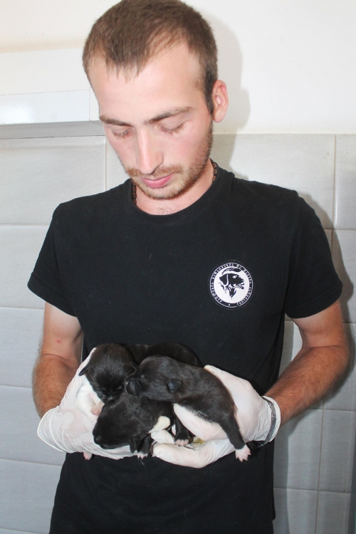 მეტისი უსახელო