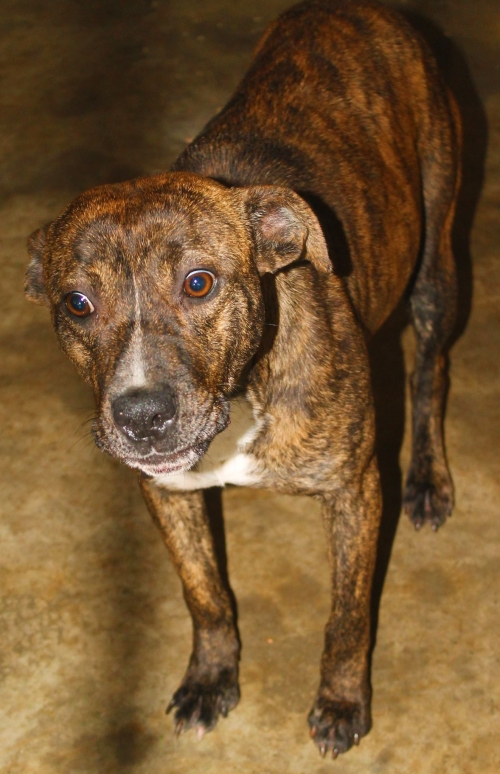 პიტი უსდახელო