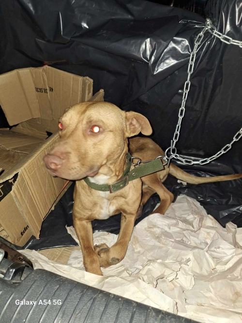 პიტი სამტრედია