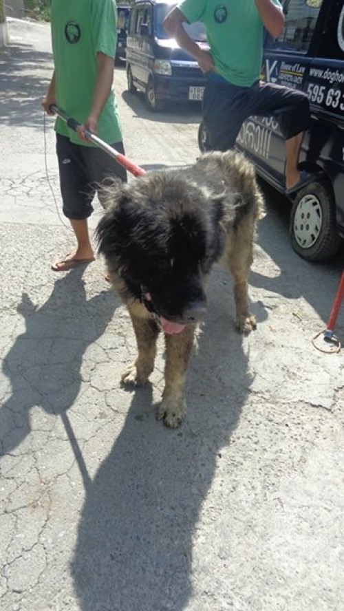 ქართული ნაგაზი უსახელო