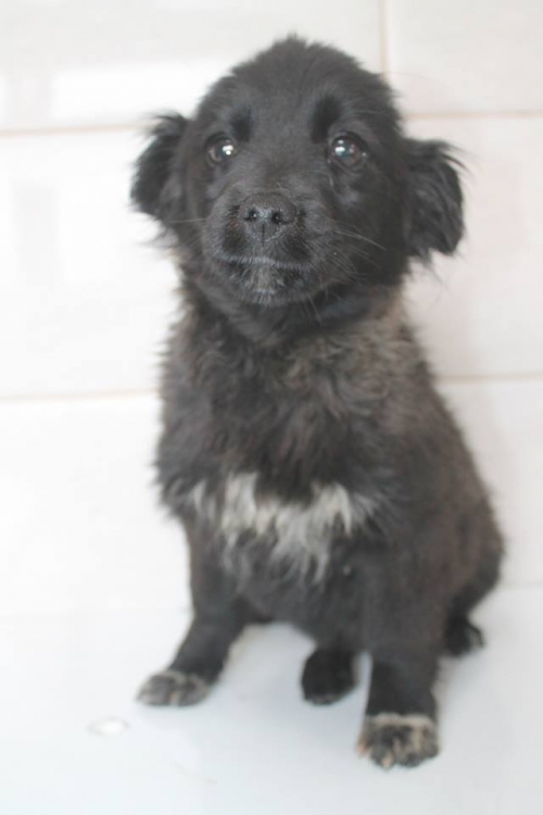 მეტისი უსახელო