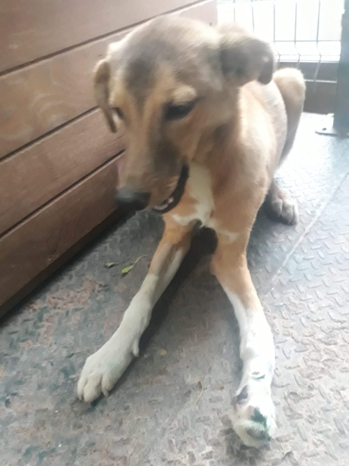 მეტისი ზედა მეტროს სამგორი