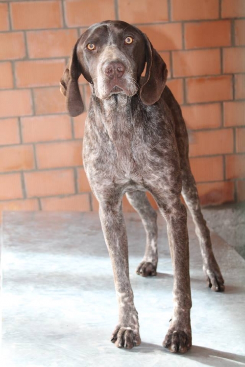 კურცხაარი უსახელო