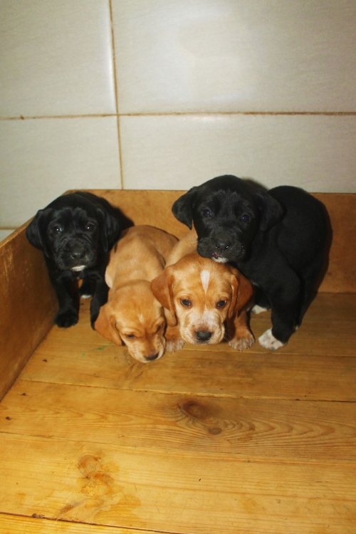 პოინტერის მეტისი უსახელო