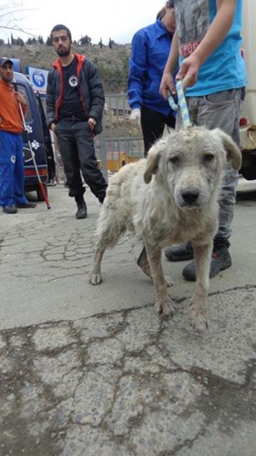 მეტისი უსახელო