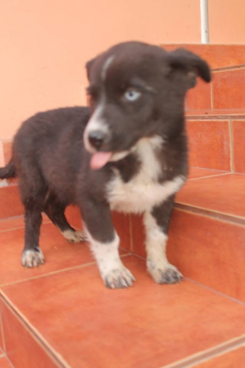 ლაიკის მეტისი უსახელო