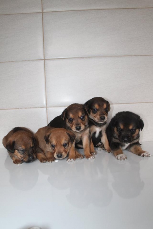 გონჩის მეტისი უსახელო