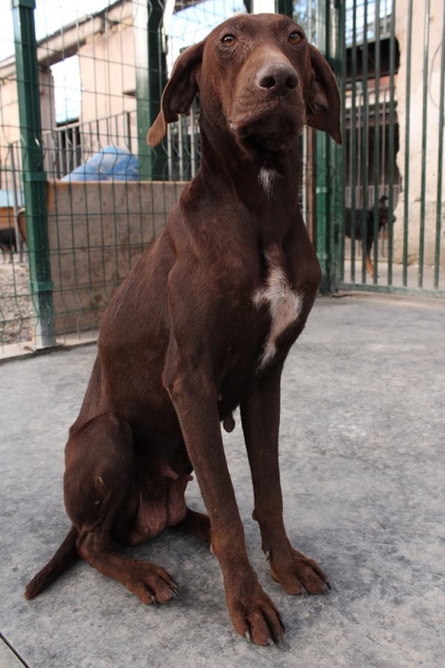 კურცხაარი უსახელო