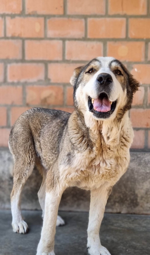 ქართული ნაგაზი ყაზბეგი