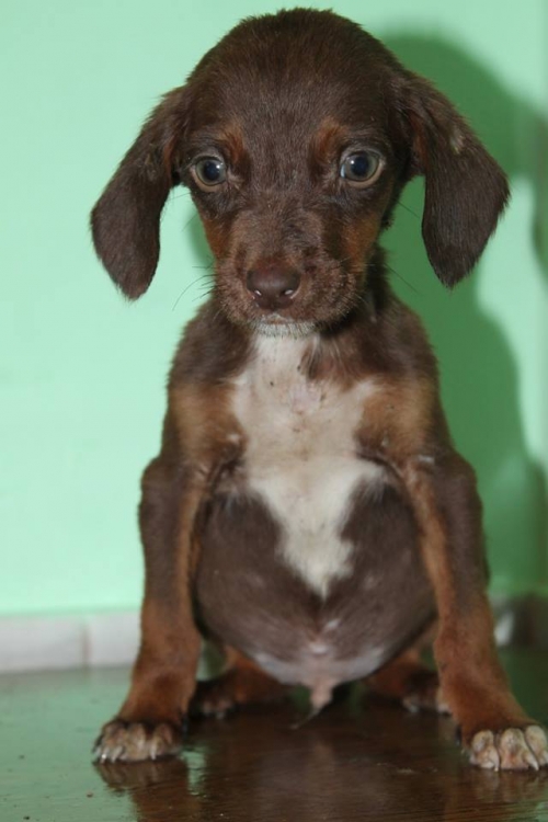 პოინტერის მეტისი უსახელო