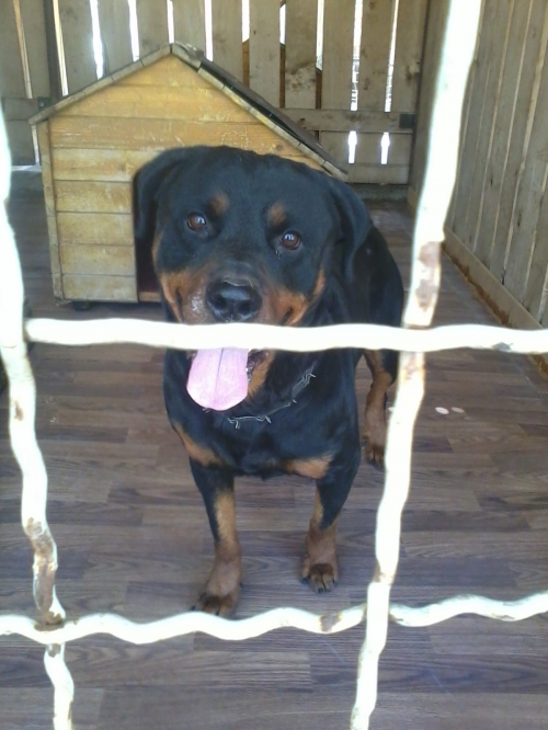 როტვეილერი მაქსი