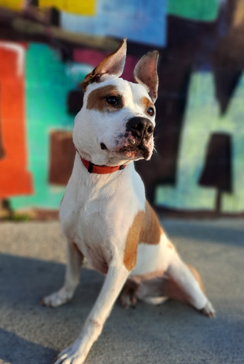 პიტი ნაპოვნია. წყნეთი. ნუშის ბაღების N13.