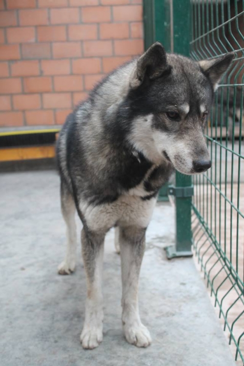 ლაიკა უსახელო