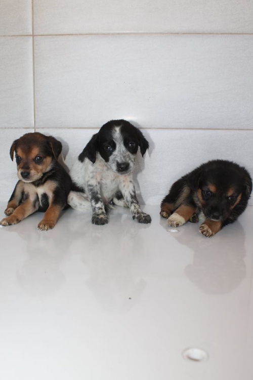 მეტისის ლეკვები უსახელო