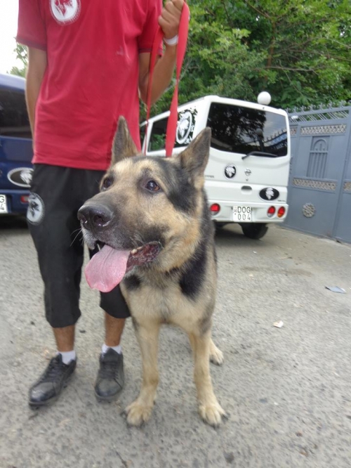 გერმანული ნაგაზი რექსი