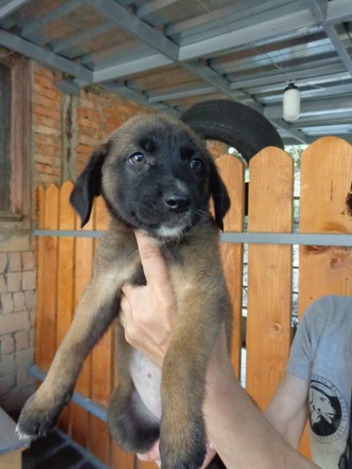 მეტისი ლინდა