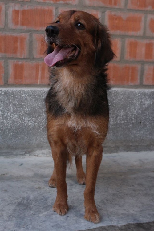 მეტისი კუსა