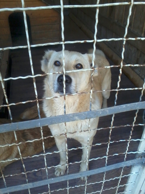 ქართული ქოფაკი ბასარა