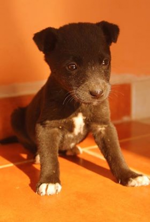 მეტისი უსახელო