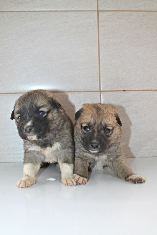 მეტისის ლეკვები უსახელო