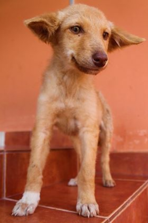 მეტისი უსახელო