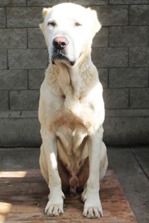 ქართული ქოფაკი უსახელო