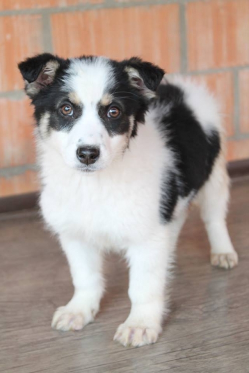 მეტისი უსახელო