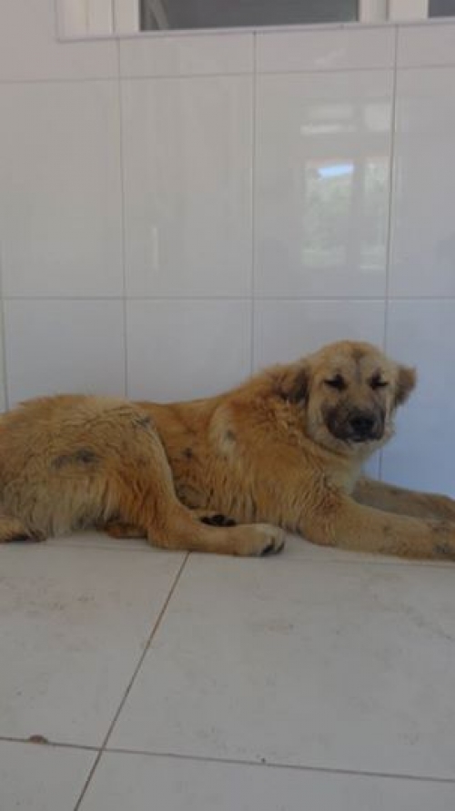 მეტისი უსახელი