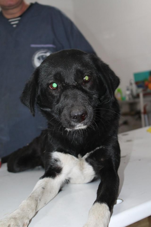 მეტისი უსახელო