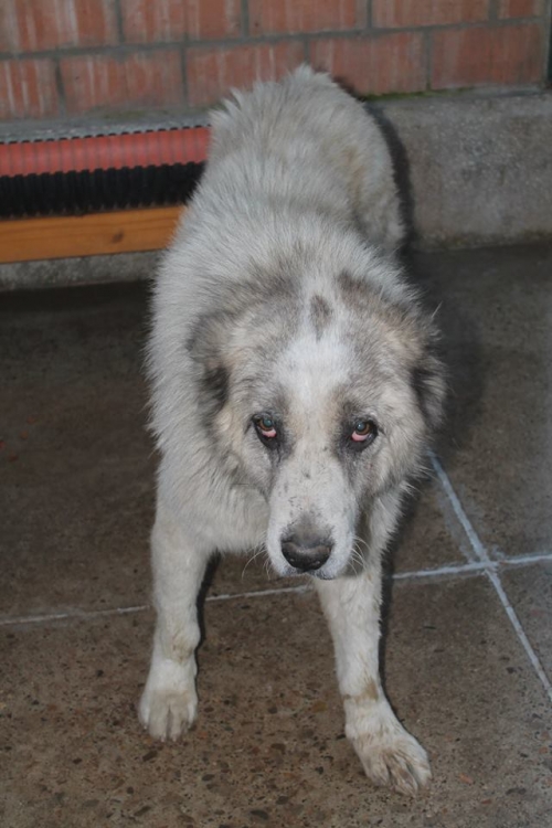 ქართული ნაგაზი უსახელო