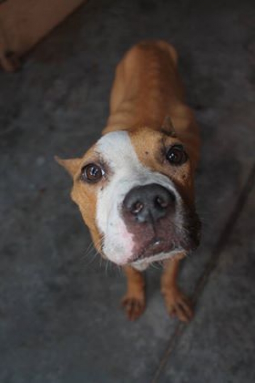 პიტი უსახელო