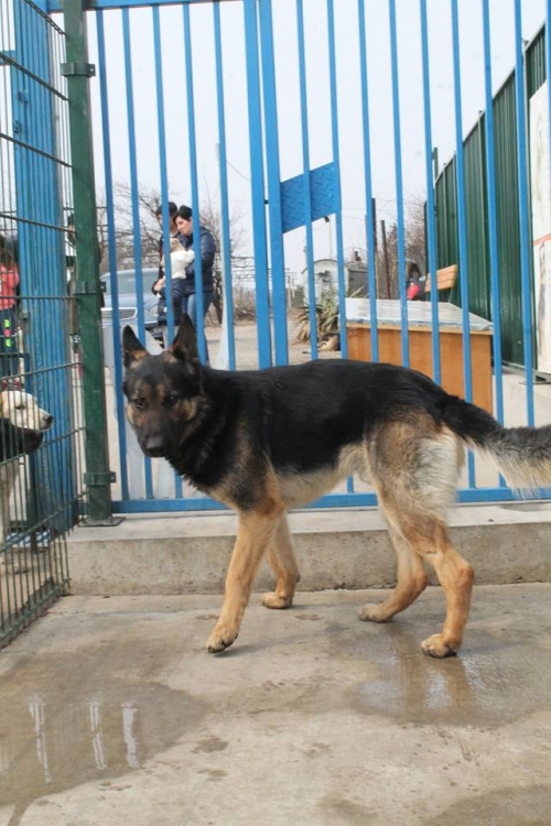 გერმანული ნაგაზი უსახელო