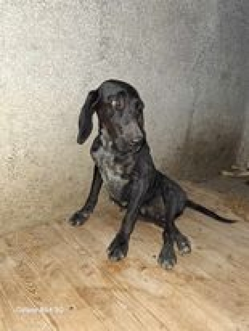 მეტისი საგურამო