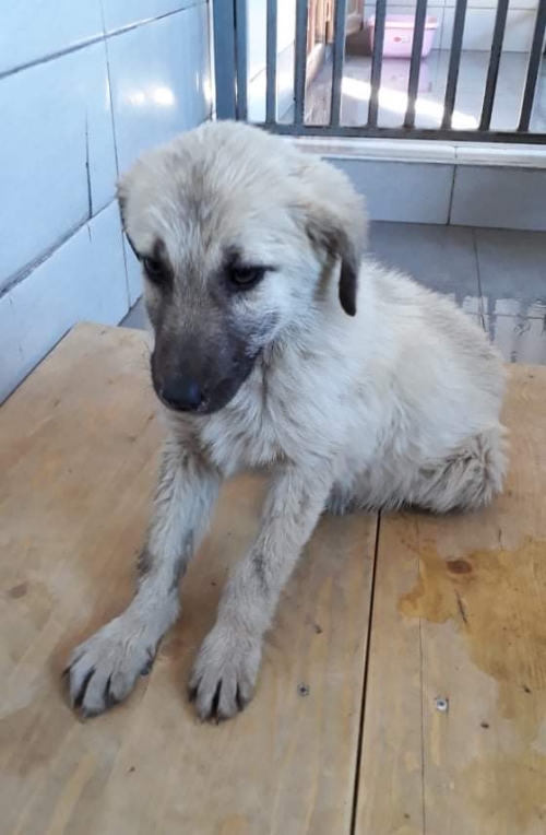 მეტისი უსახელო