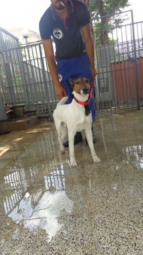 ჯეკ რასელ ტერიერი როკი