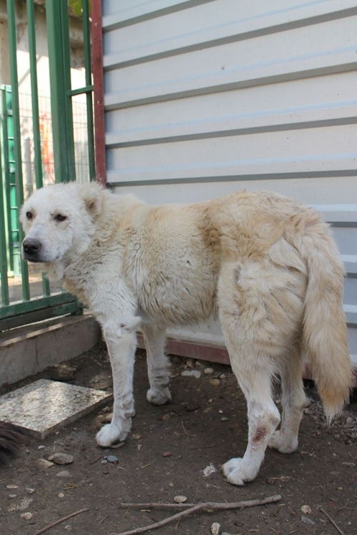 ქართული ქოფაკი უსახელო