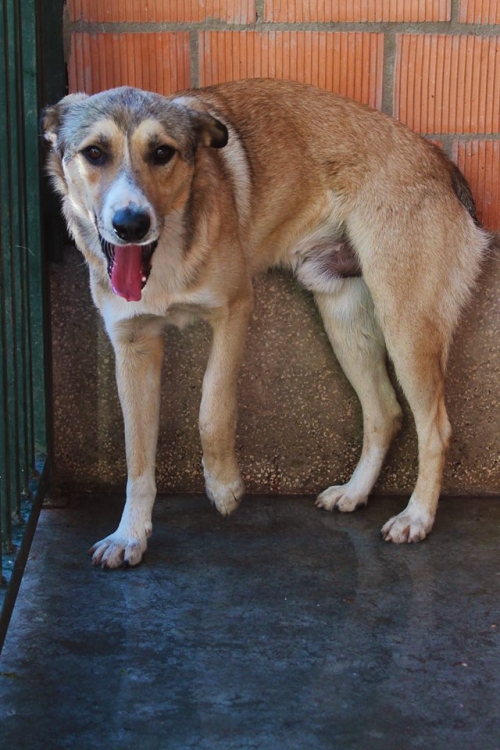 მეტისი უსახელო